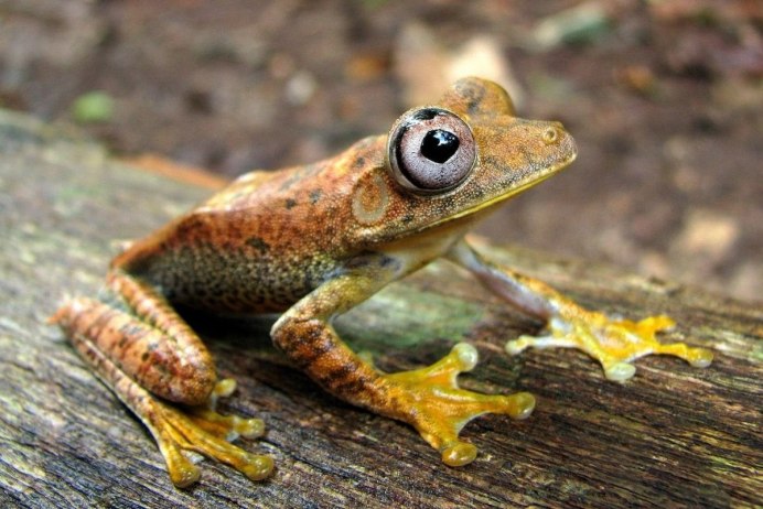 Квакша треуголка