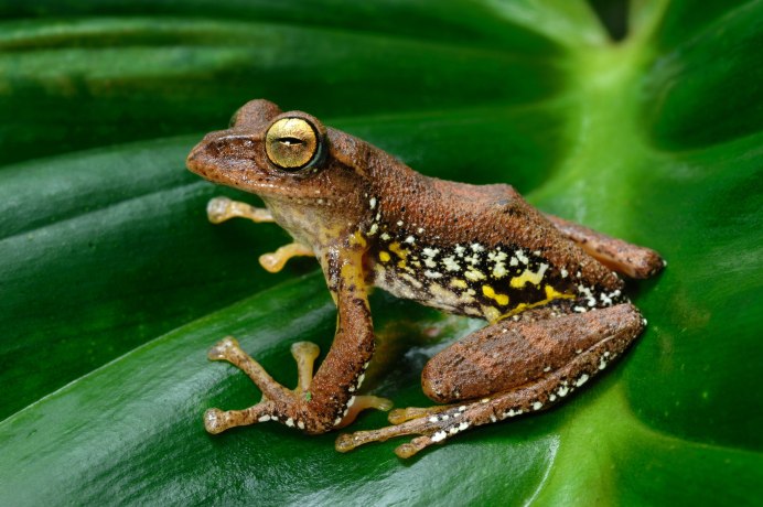 Амфибия лягушка Озёрная