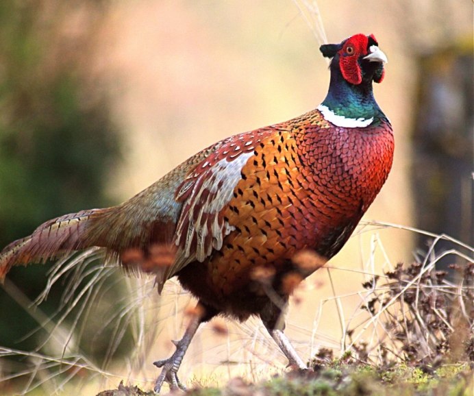 Отряд Курообразные (galliformes)