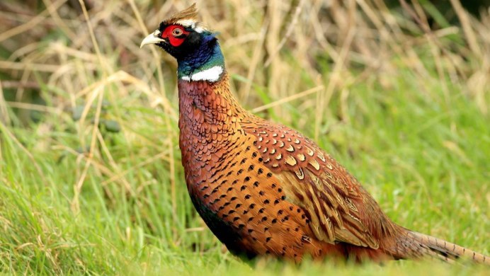 Отряд Курообразные представители