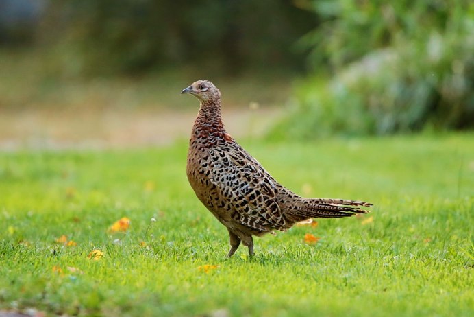 Фазановые (Phasianidae)