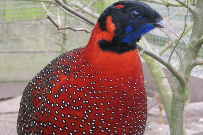 Обыкновенный фазан самка