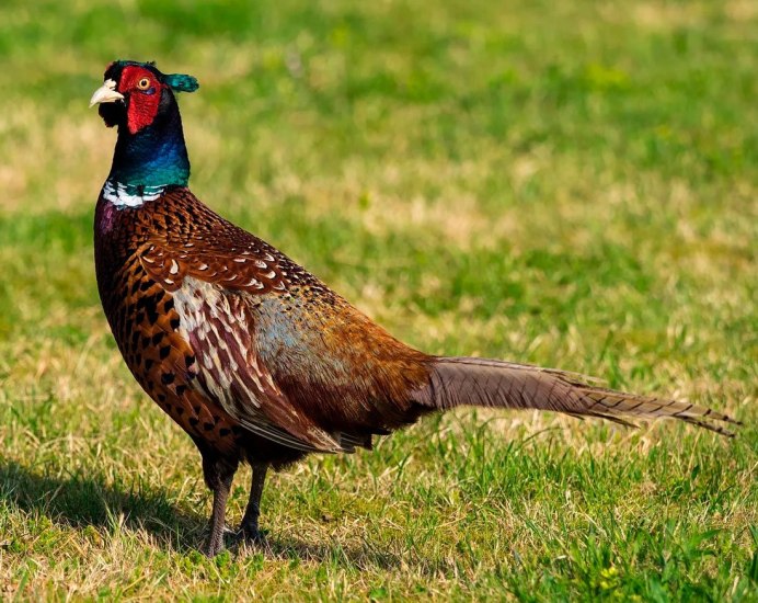 Фазан птица