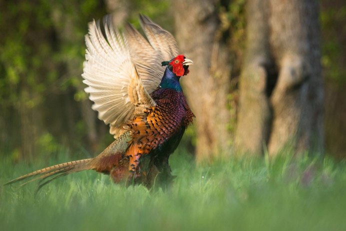 Северокавказский фазан