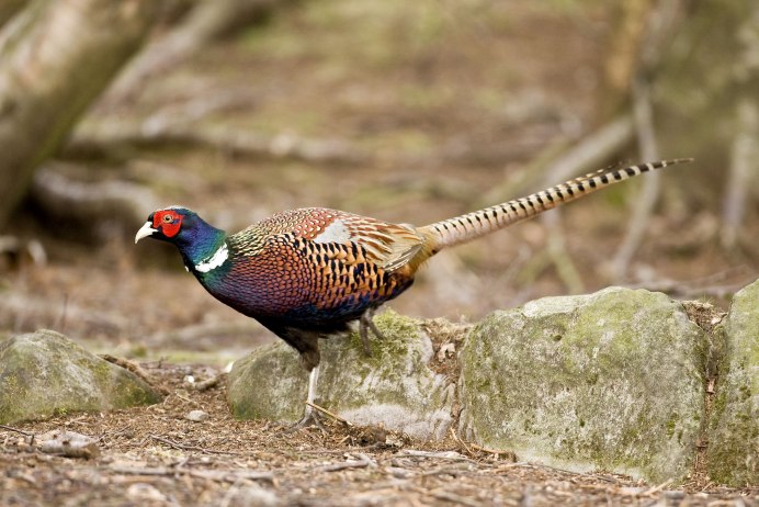 Малазийский павлиний фазан
