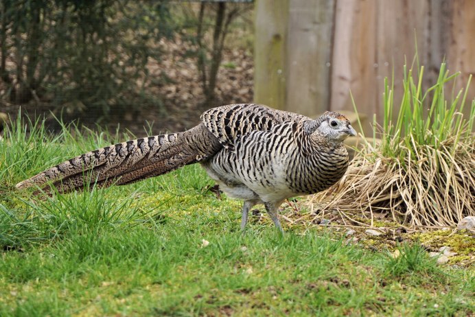 Золотой фазан самец