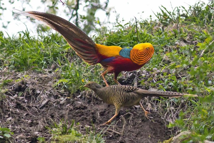 Отряд Курообразные представители