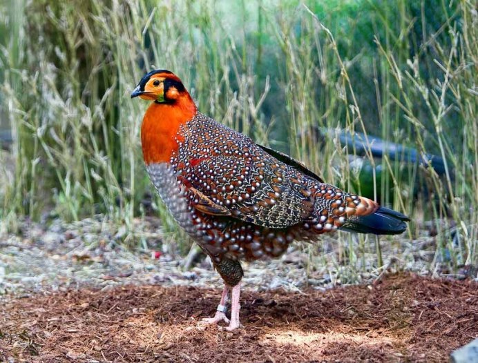 Гималайский монал Lophophorus impejanus