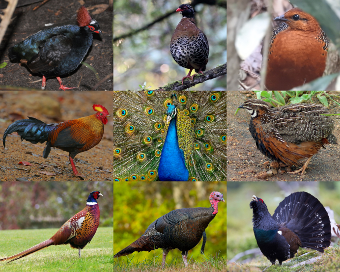 Фазан охотничий обыкновенный