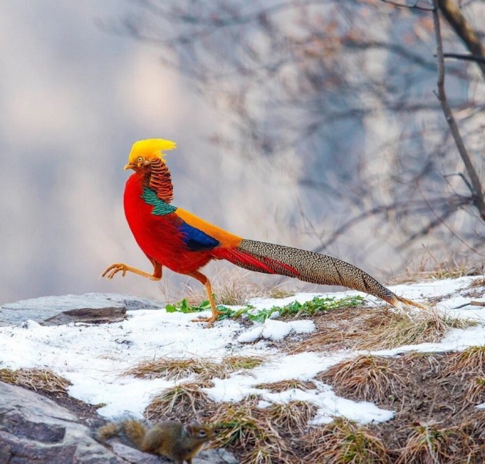 Трагопан сатир самка