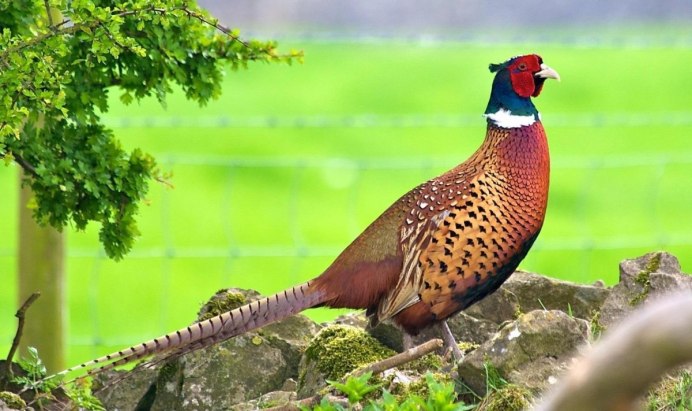 Самка охотничьего фазана