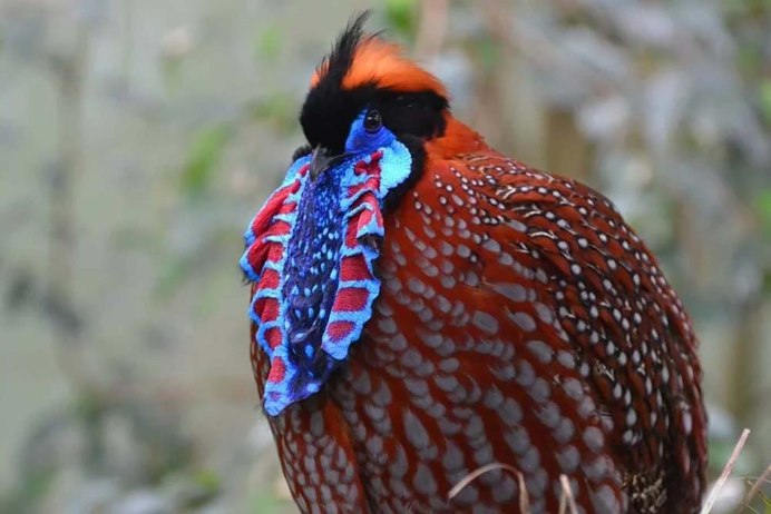 Фазан охотничий обыкновенный