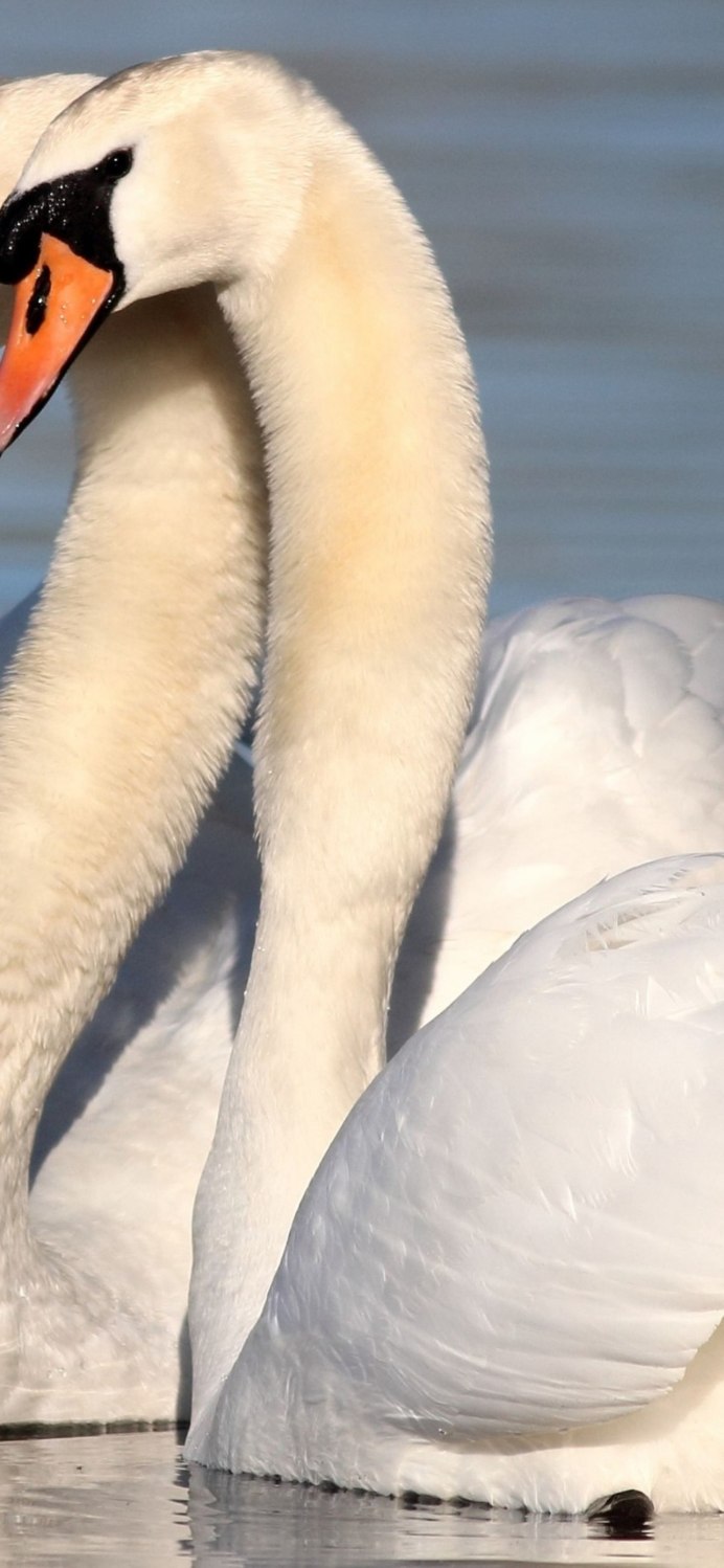 Лебедь шипун самец и самка