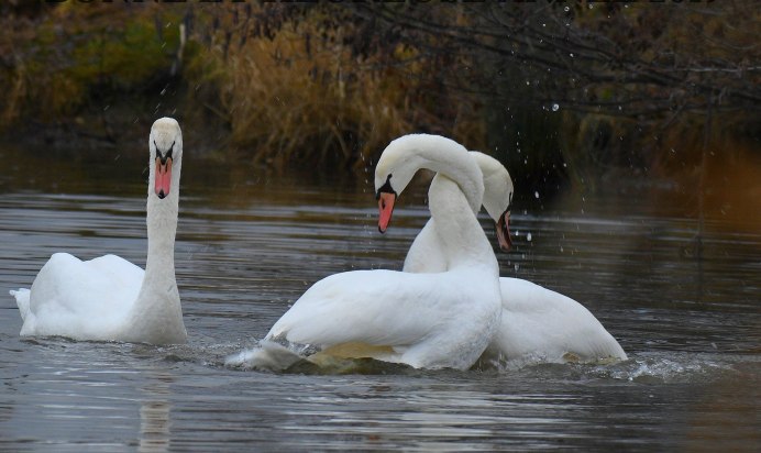 Семья лебедей фото