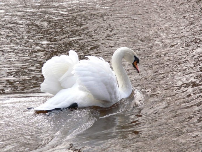 Лебеди брачный период