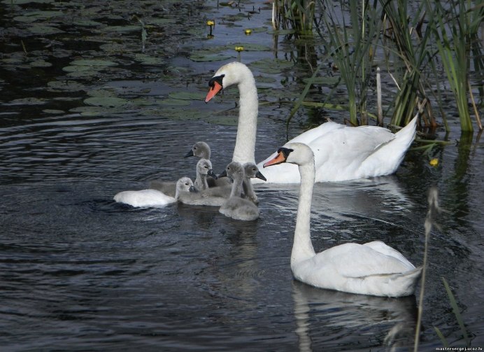 Черный лебедь шипун