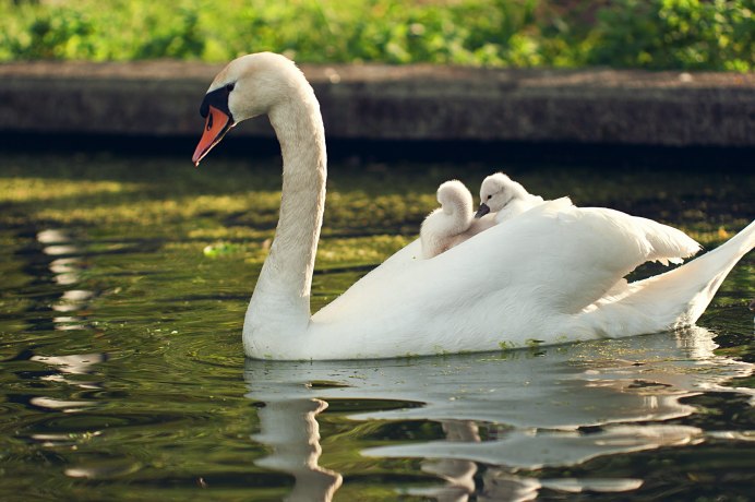 Картинки на рабочий стол красивые лебеди