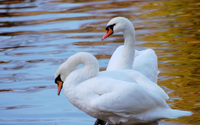 Американский лебедь