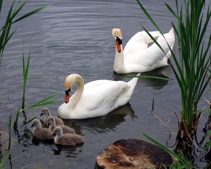 Розовый лебедь