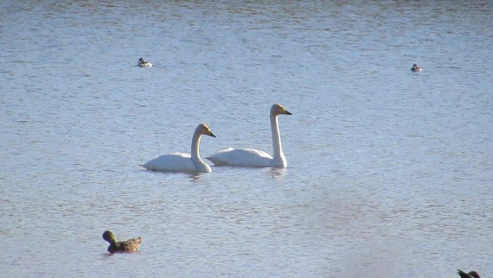 Лебедь самец
