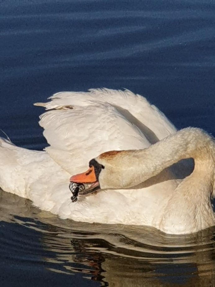 Гнездо лебедя