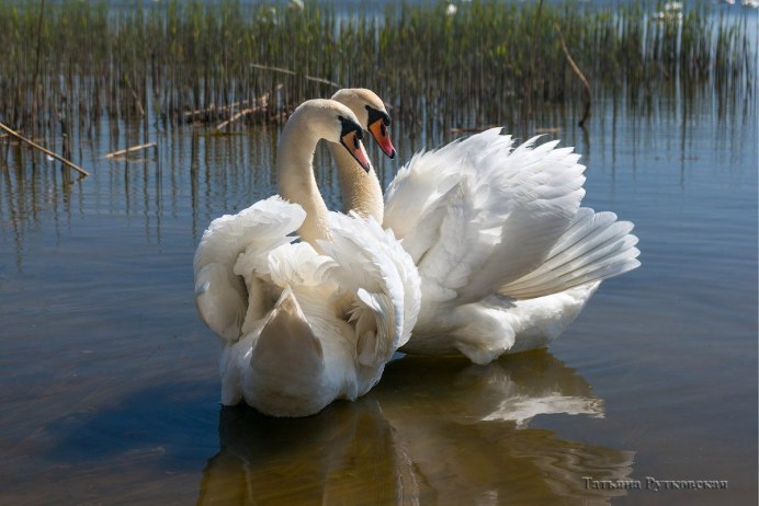 Лебедь шипун гнездо