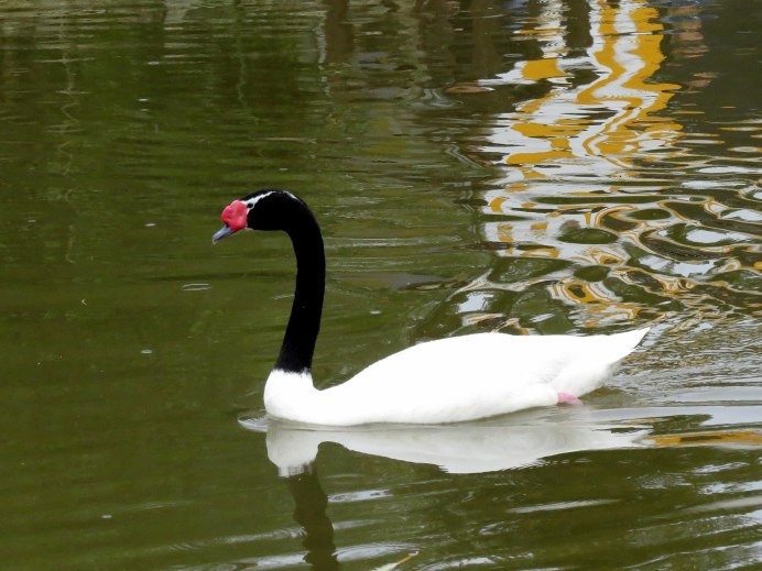 Черношейный лебедь