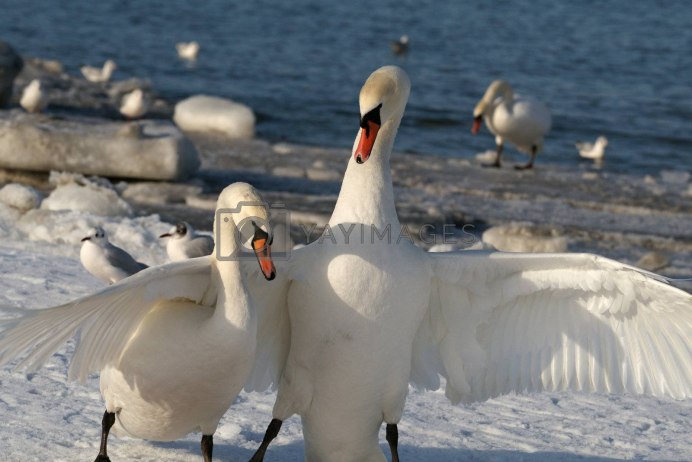 Семья чёрных лебедей