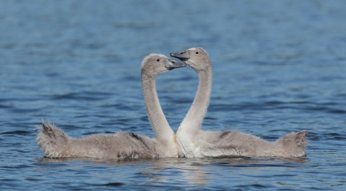 Лебедь самец