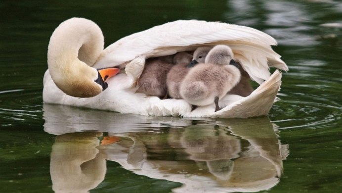 Черный лебедь Австралия