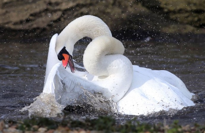 Подвид лебедей