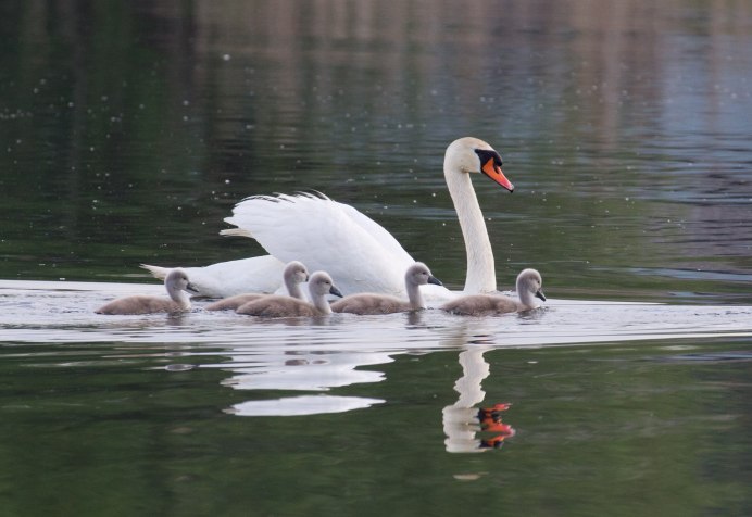 Анатомия лебедя шипуна