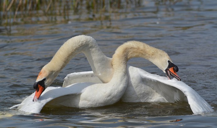 Белый лебедь фото