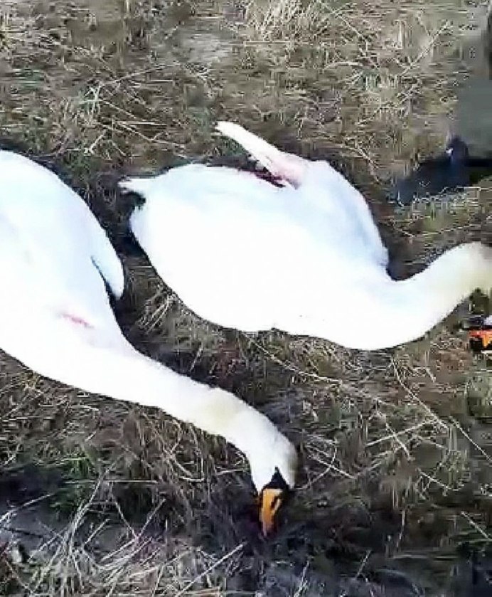 Боевой лебедь