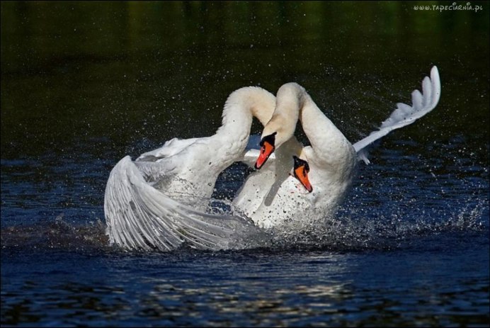 Как отличить лебедей по полу