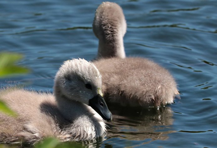 Детеныш лебедя