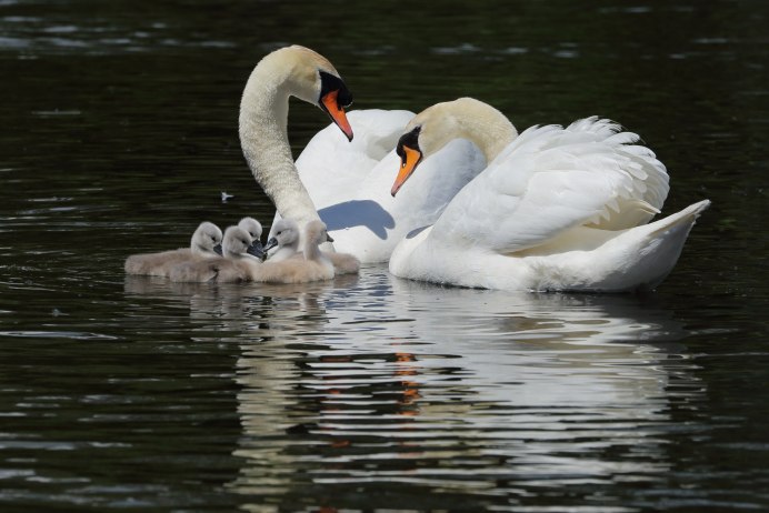Лебединая семья