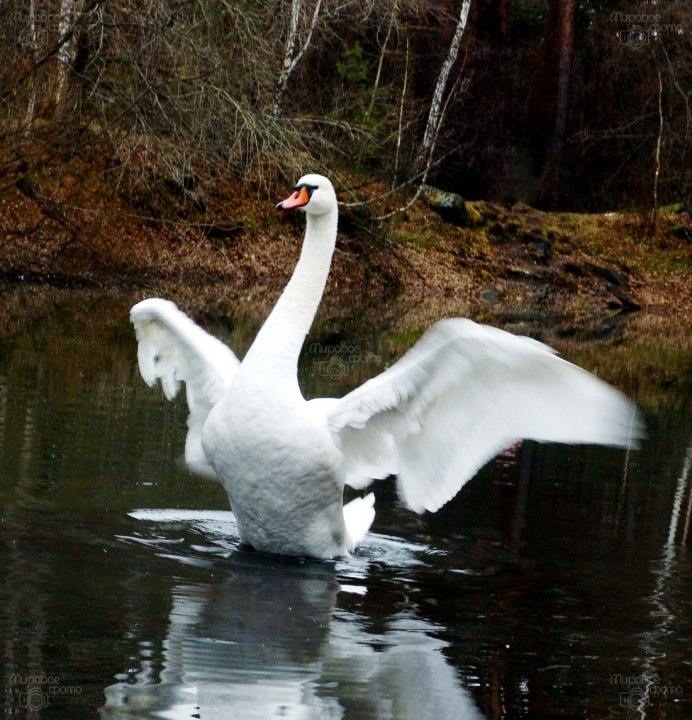 Розовый лебедь лебеди