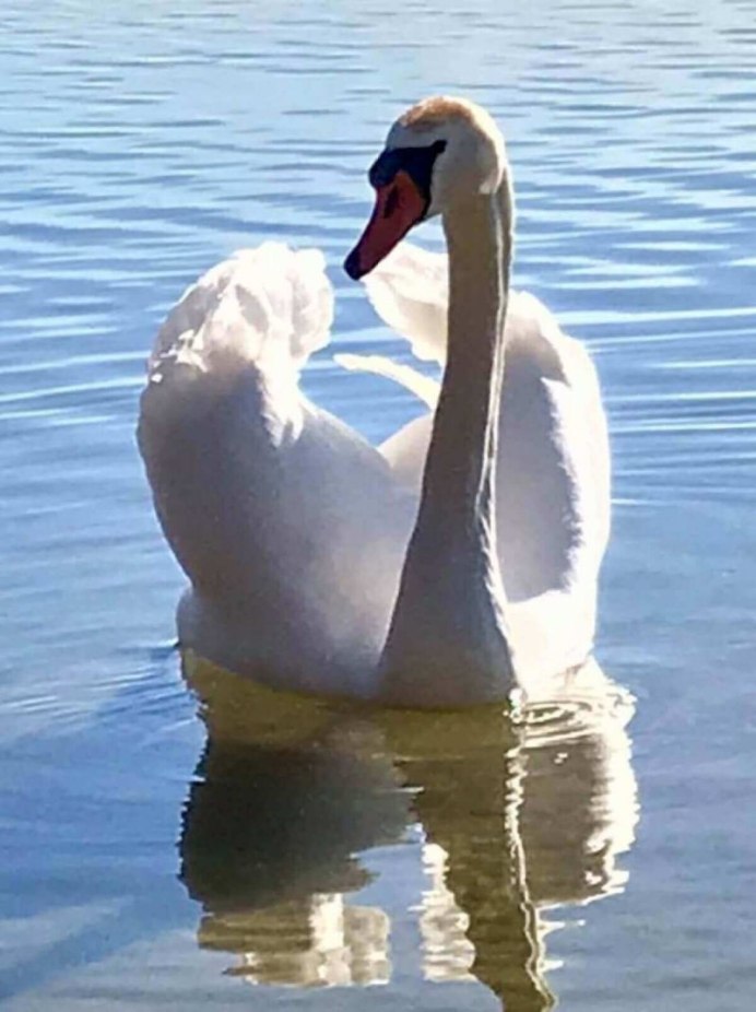 Лебедь самец