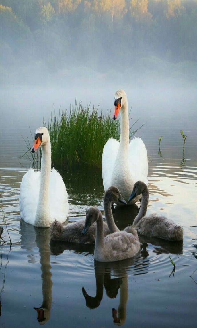 Лебеди обнимаются