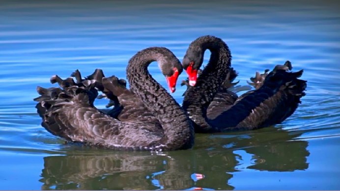 Белый лебедь шипун