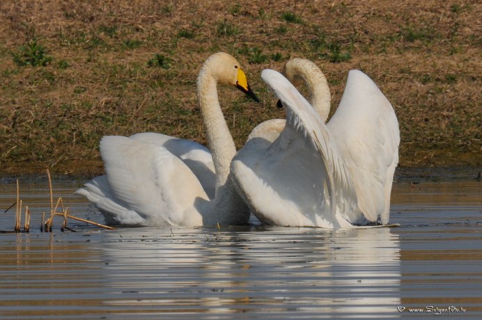 Лебеди (птицы)