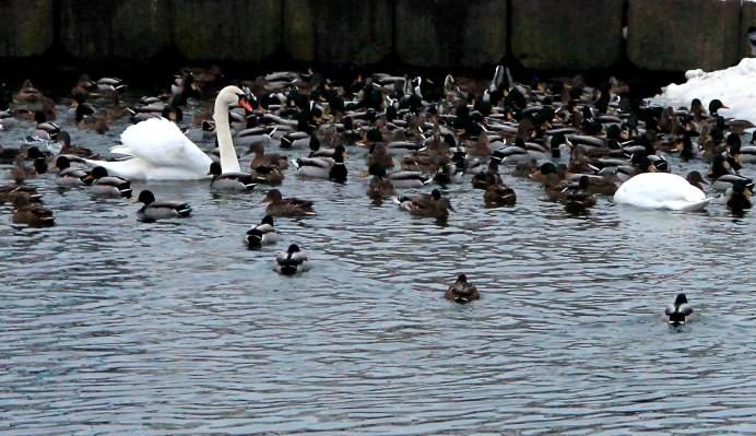 Молодые лебеди шипуны