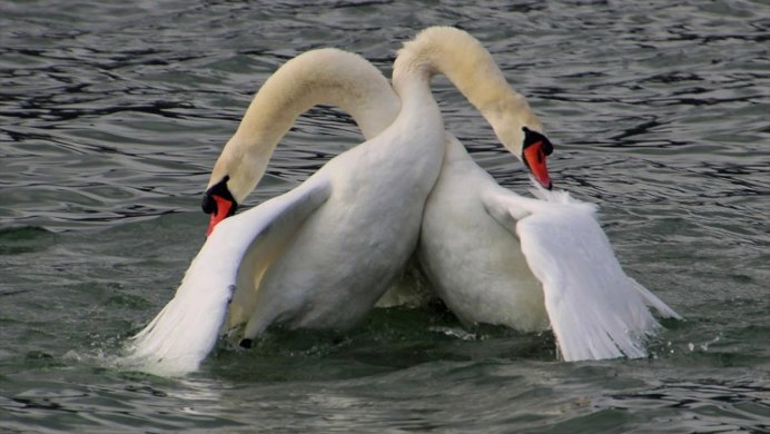 Лебедь с лебедятами