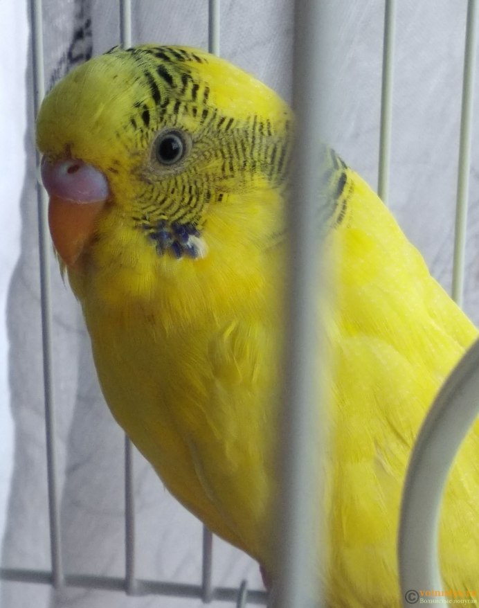 Попугай волнистый желтый мальчик