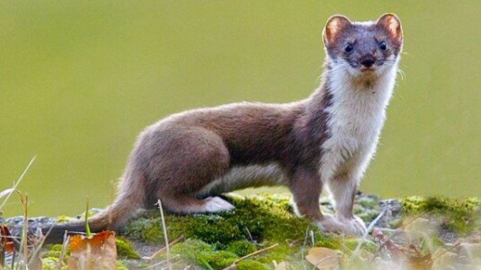 ЛАСКА (Mustela nivalis) - Фауна Беларуси