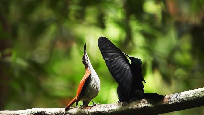 Ptiloris magnificus