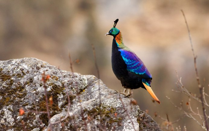Гималайский монал Lophophorus impejanus