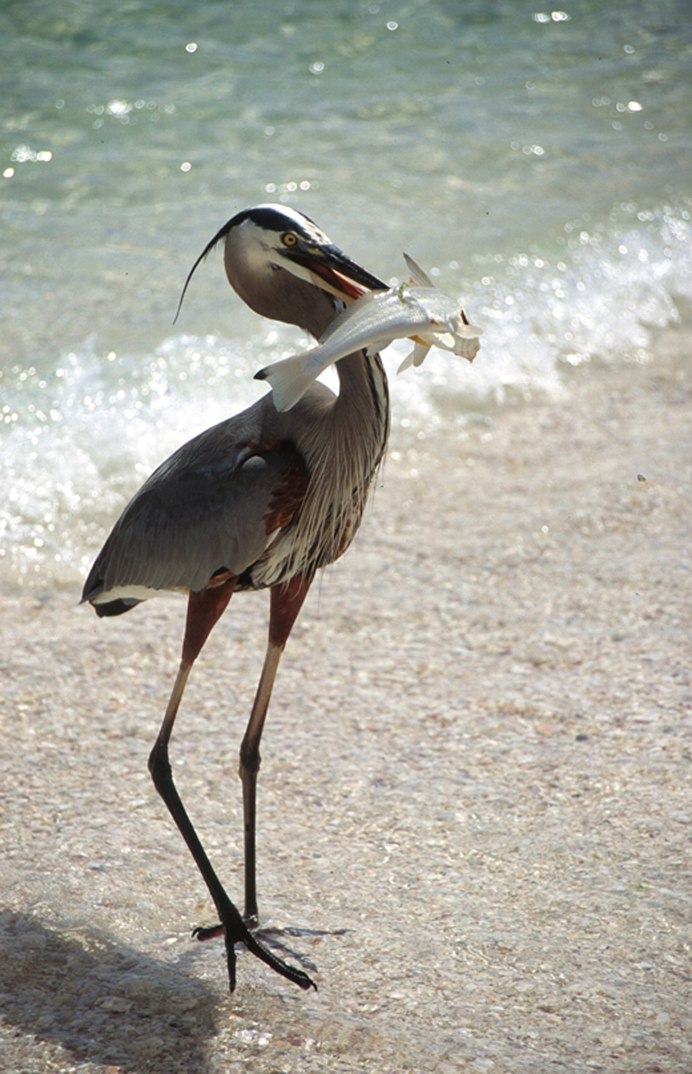 Серая цапля ОАЭ