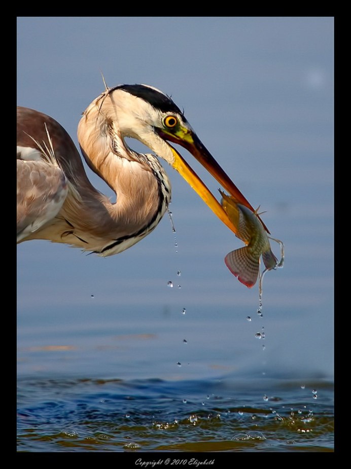 Весёлые Цапли